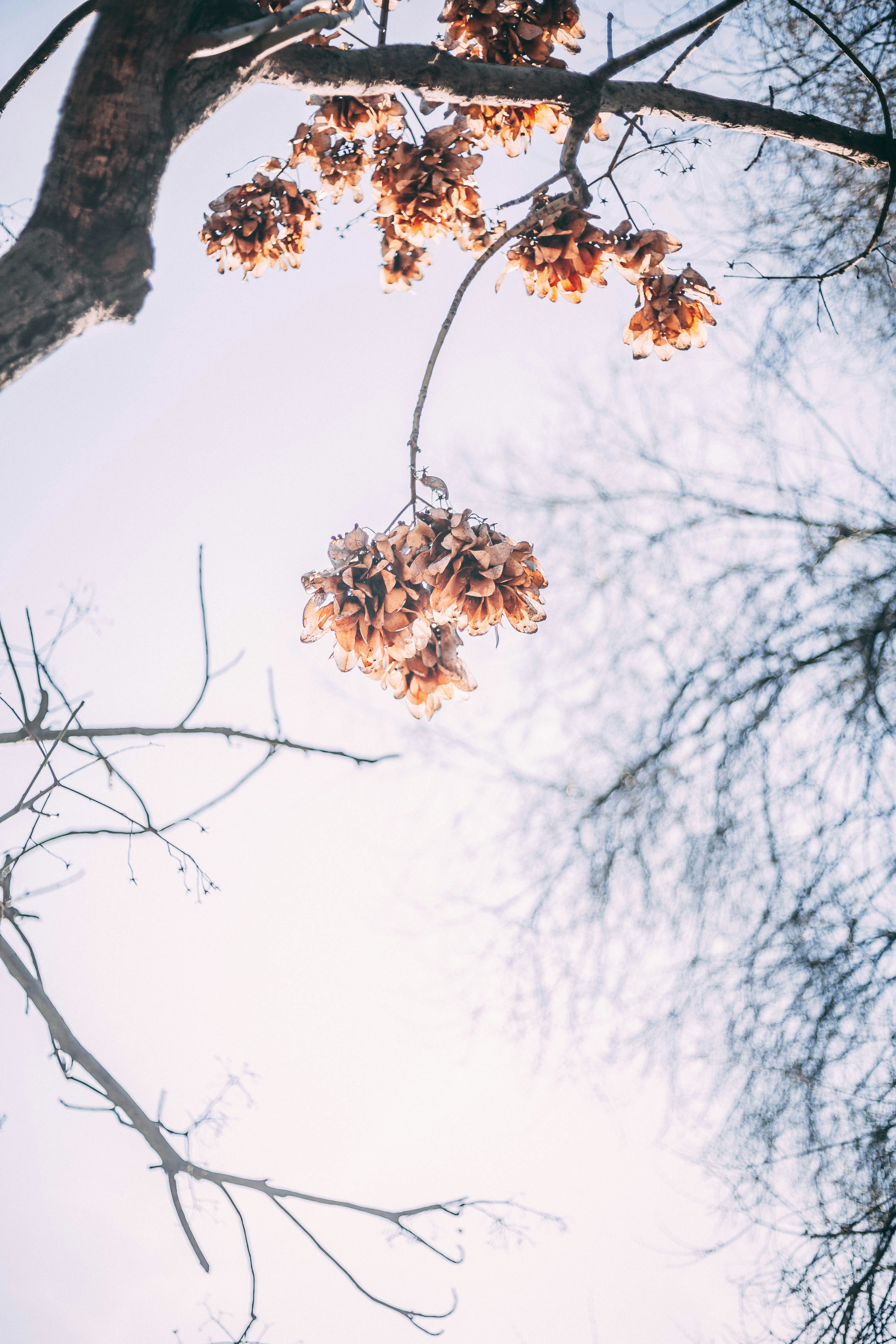 brown leaves during daytime