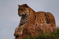 Close-up of a majestic leopard resting on sunlit granite rocks in Jawai.
