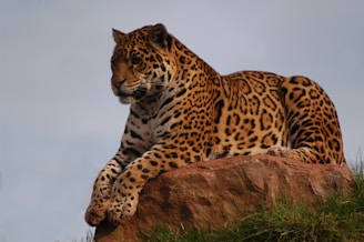 Close-up of a majestic leopard resting on sunlit granite rocks in Jawai.