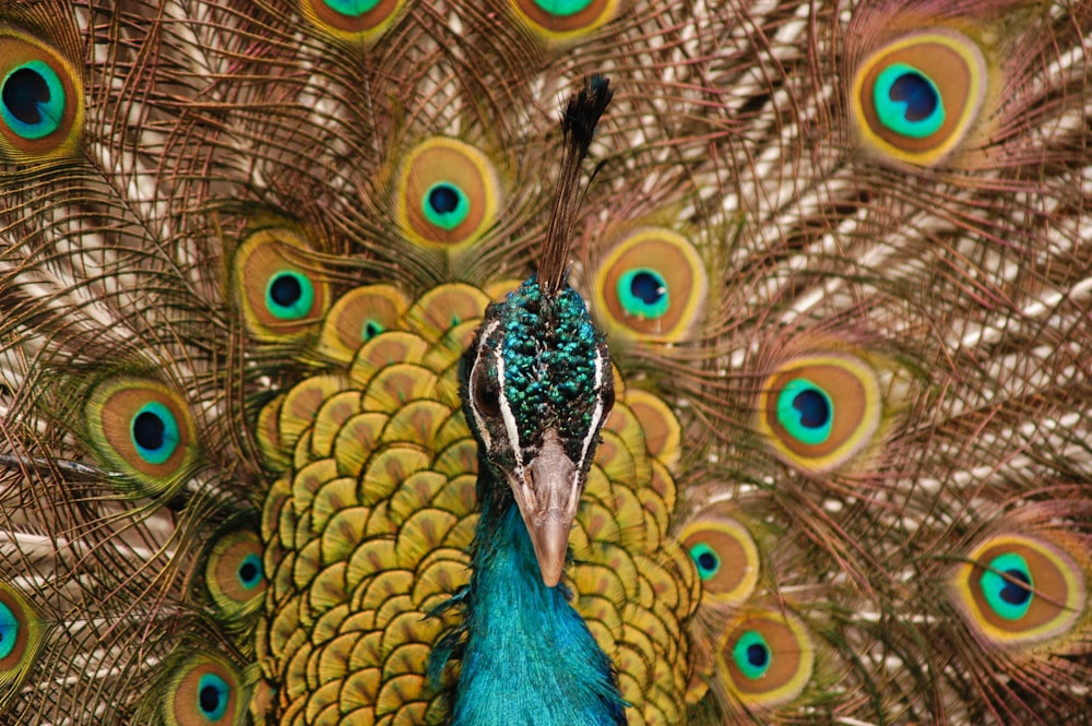 yellow and blue peacock