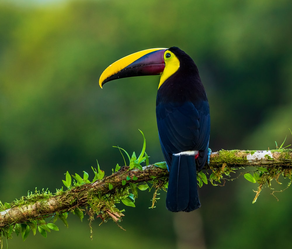 blue and yellow bird on brown and green stem