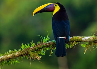 blue and yellow bird on brown and green stem