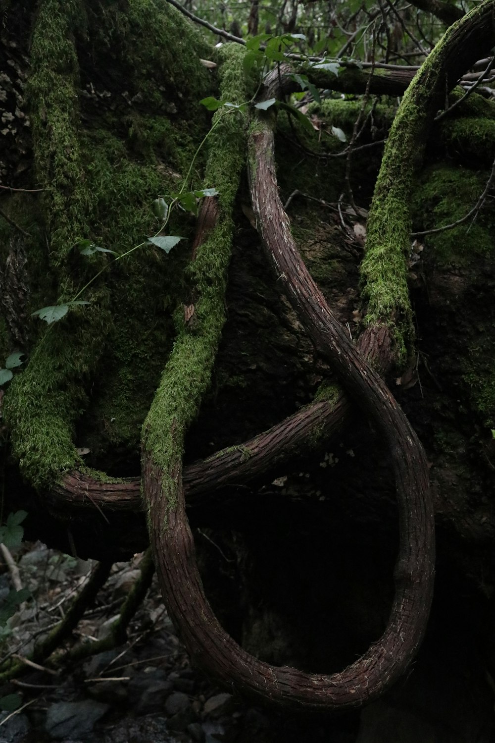 green and brown tree during daytime