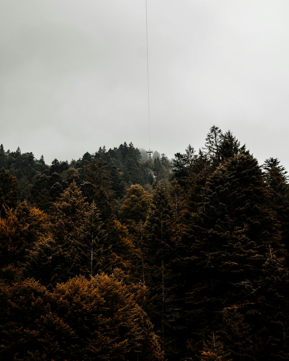 green woods across white clouds