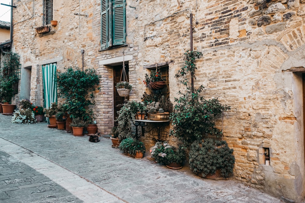 potted plants beside concrete building