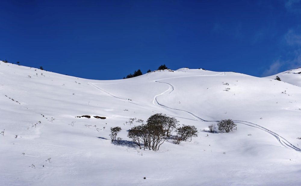 green trees on snowfield