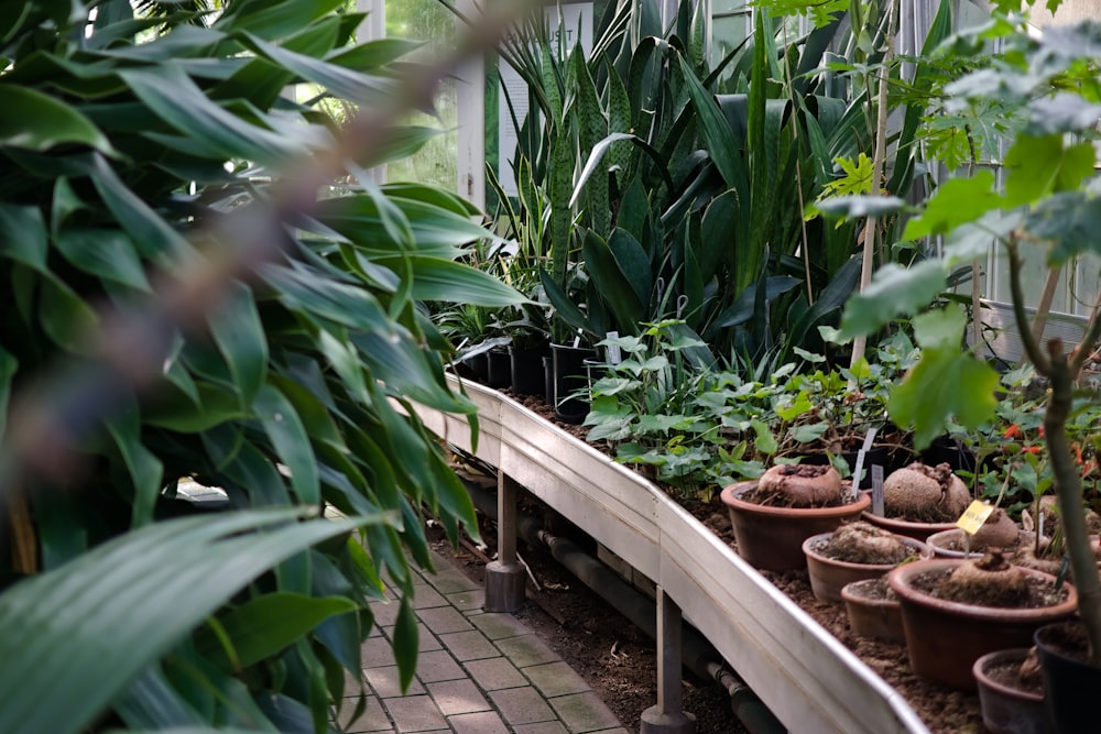 green-leafed outdoor plants