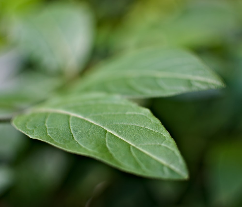 green leaf plant