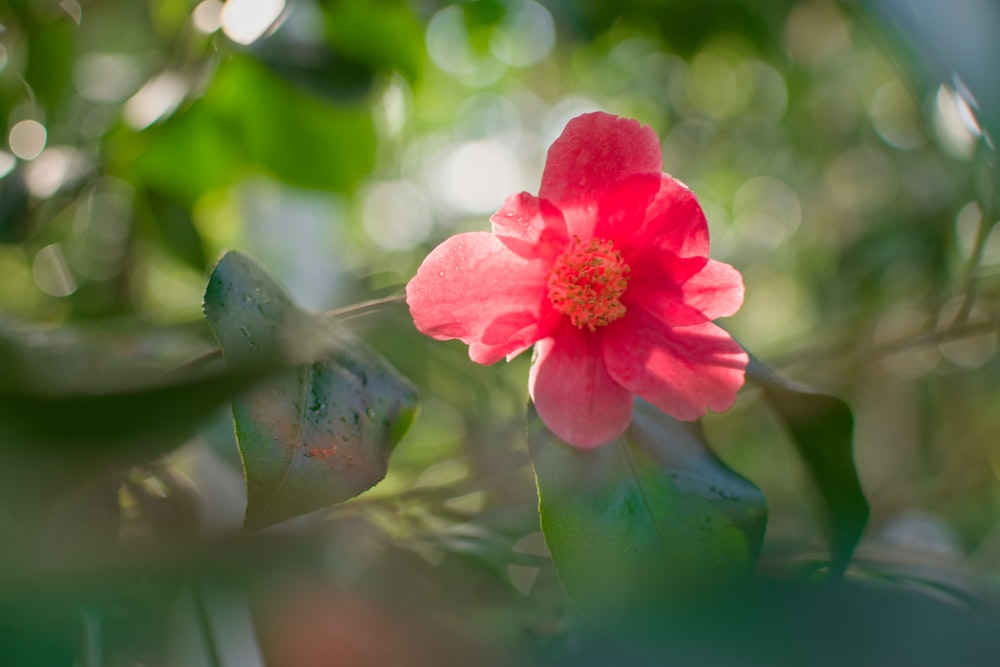 red flower in bloom