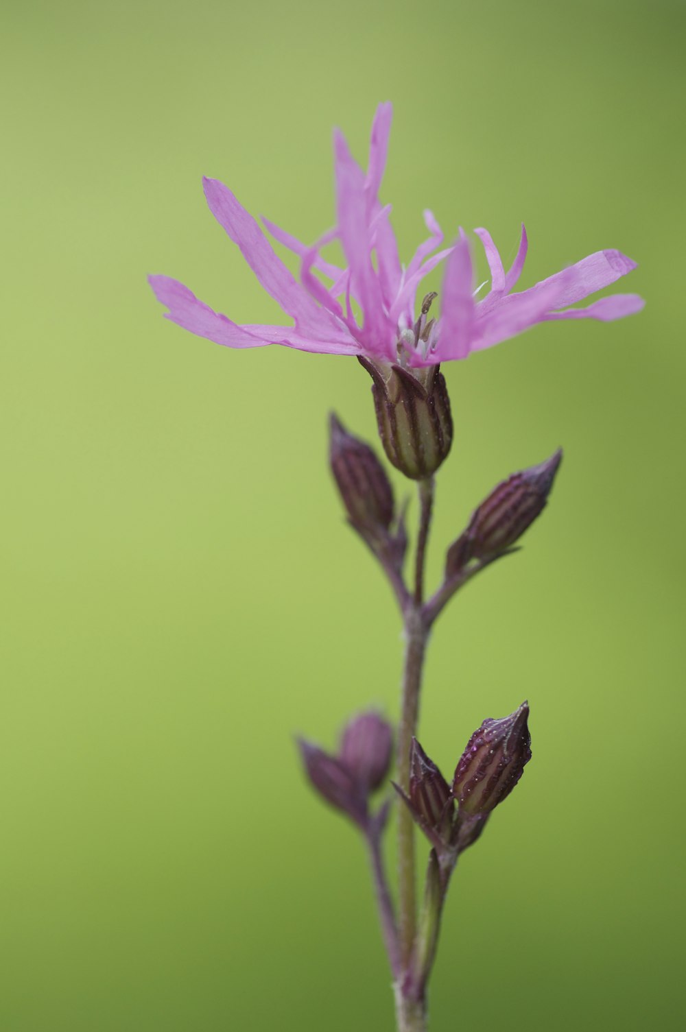 shallow focus photography of pink flower