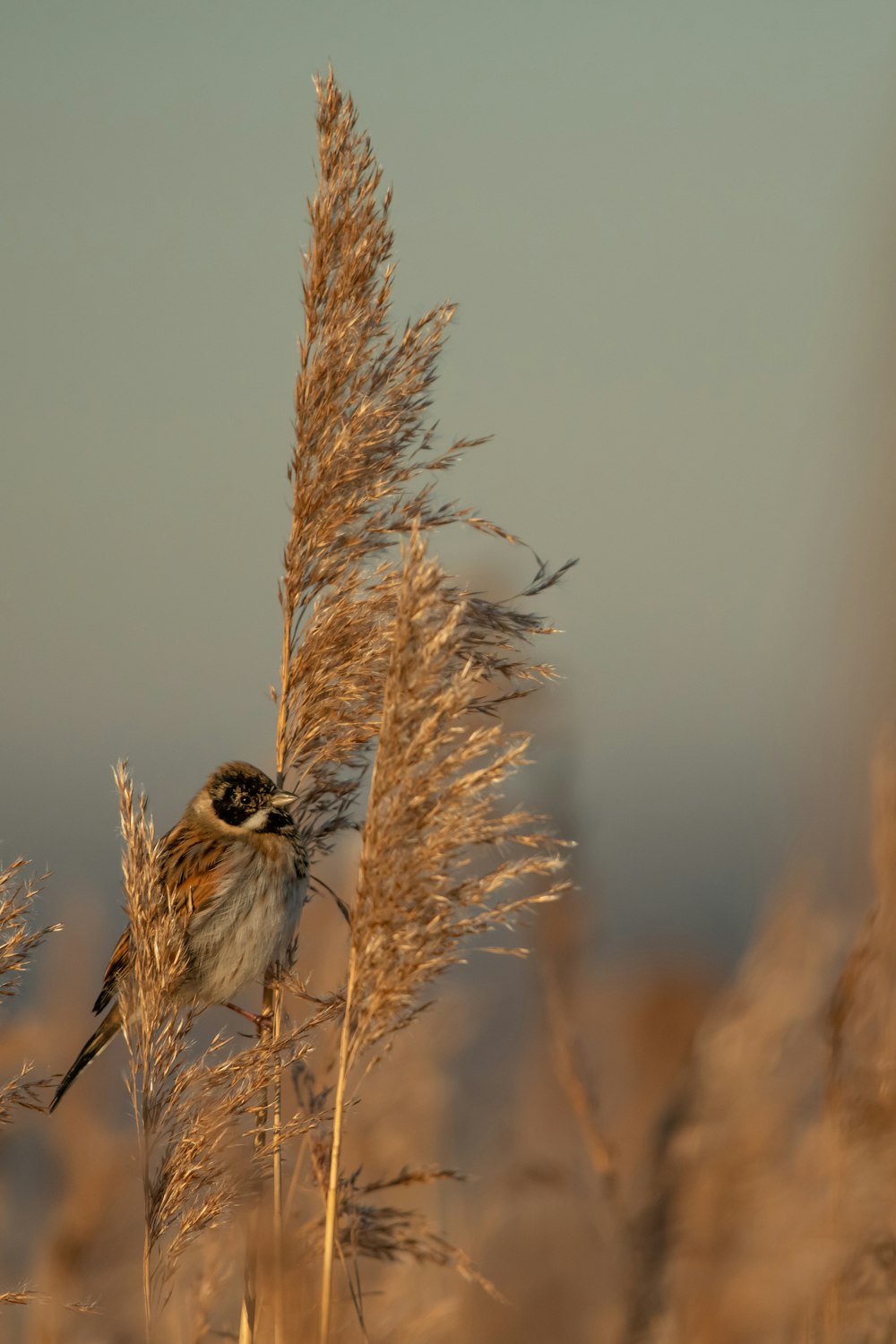 brown and gray sparrow