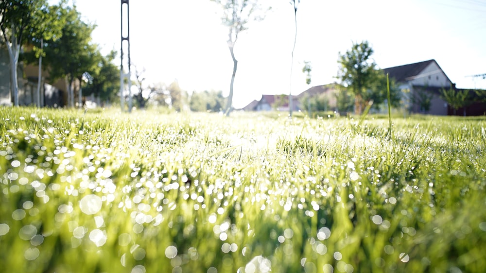 grass field near houses during daytime