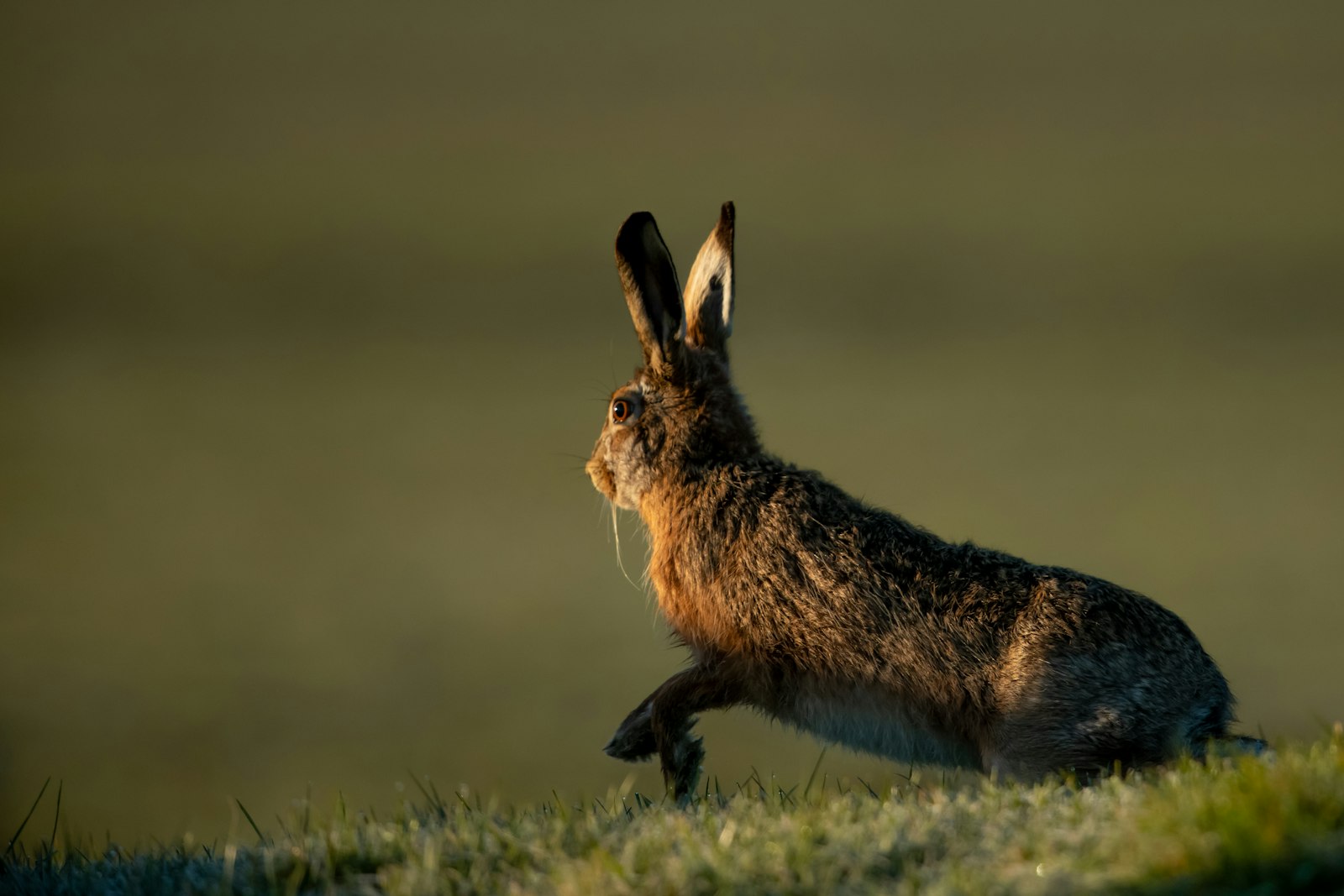 Nikon AF-S Nikkor 500mm F4G ED VR sample photo. Black rabbit on field photography