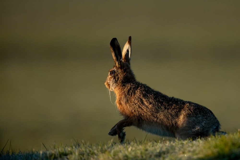 black rabbit on field