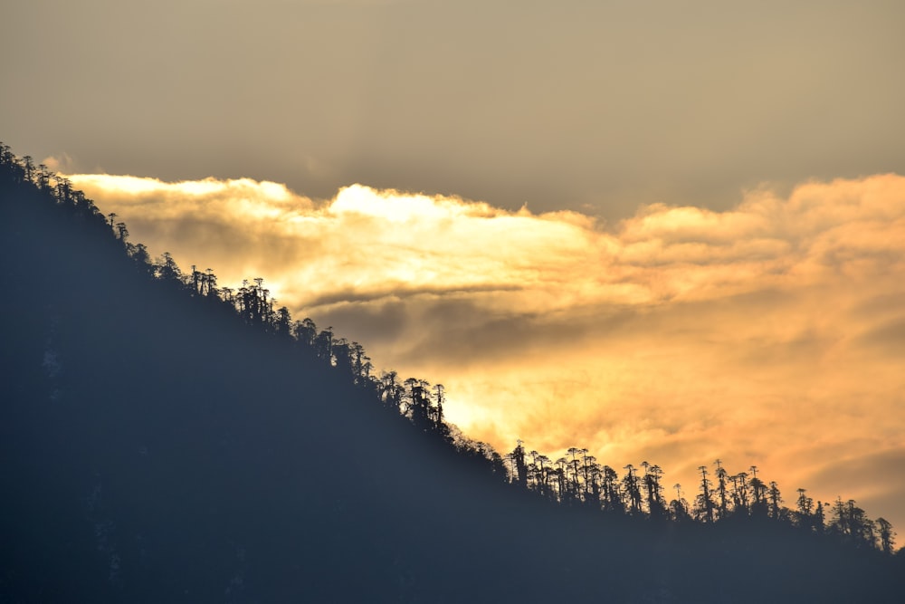 silhouette of trees during sunset