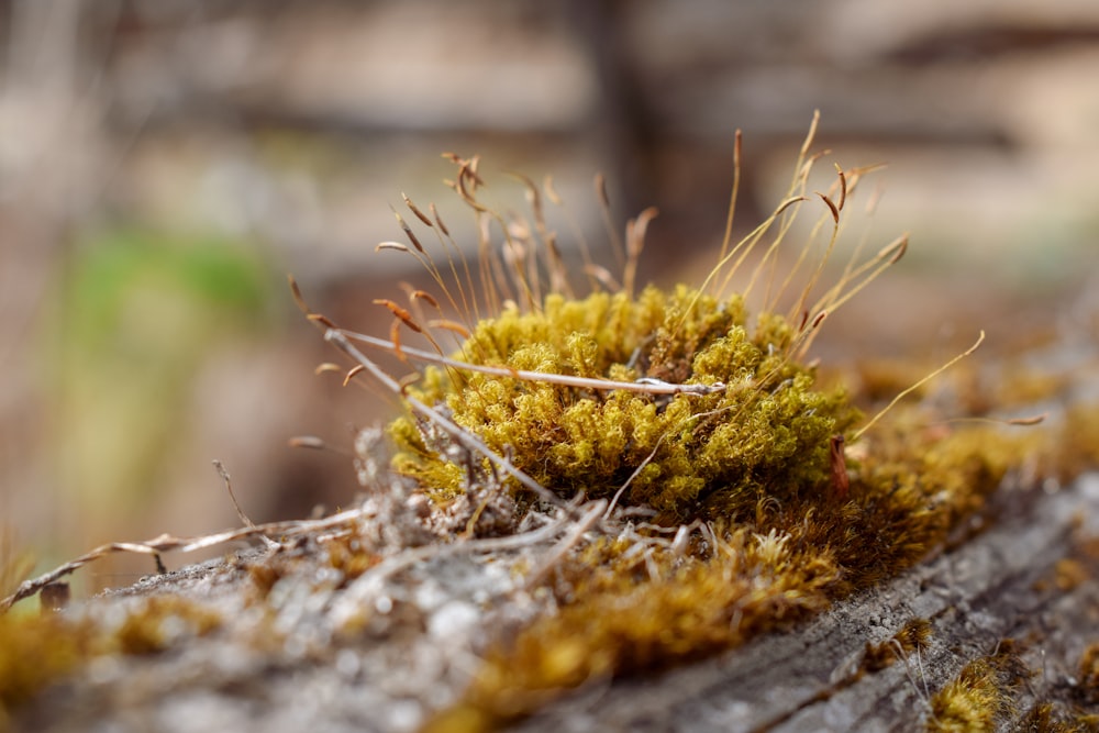 shallow focus photography of green-leafed plant