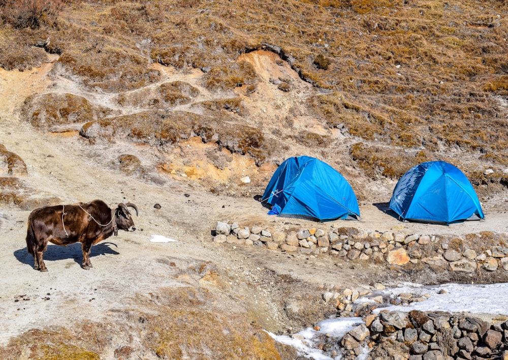 two blue camping tents