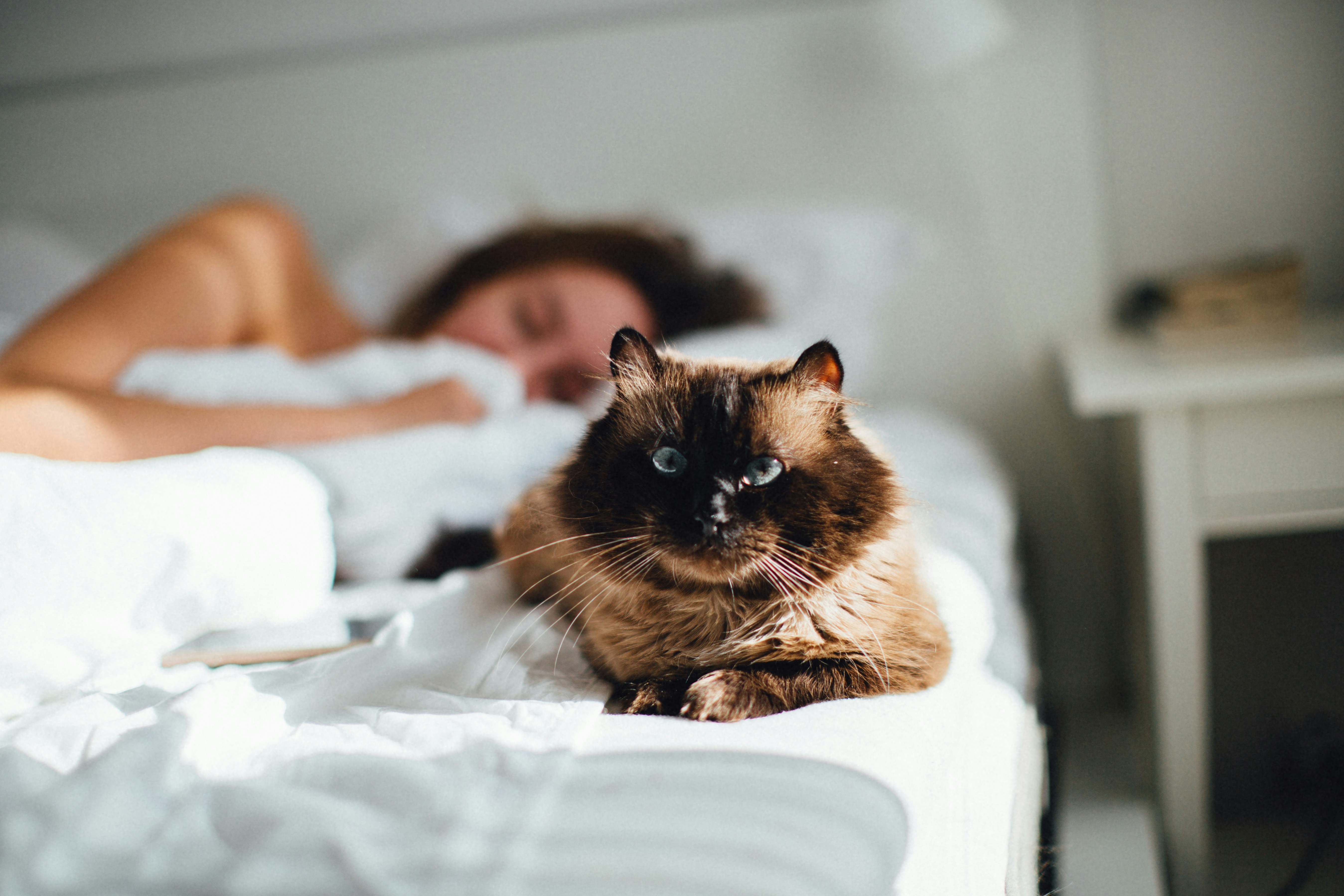 The Silent Bedside Guardian (image credits: unsplash)