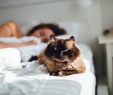 brown cat across person lying on bed
