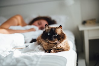brown cat across person lying on bed