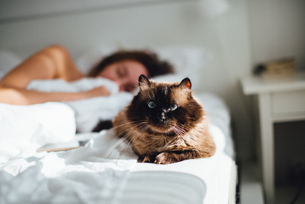 brown cat across person lying on bed