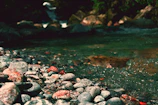 A calm stream flowing over smooth stones, framed by vibrant green plants.