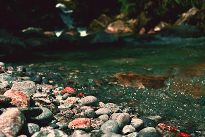A calm stream flowing over smooth stones, framed by vibrant green plants.