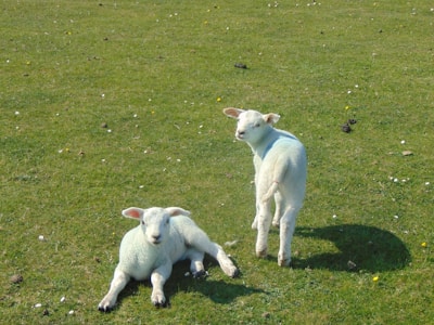 A group of young lambs playing together on green grass.