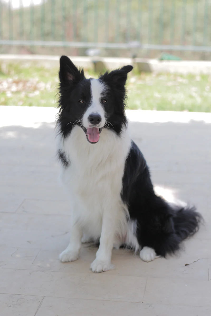 Border Collie Sürü Güdüsü ve Kovalama Davranışı Kontrolü eğitimi
