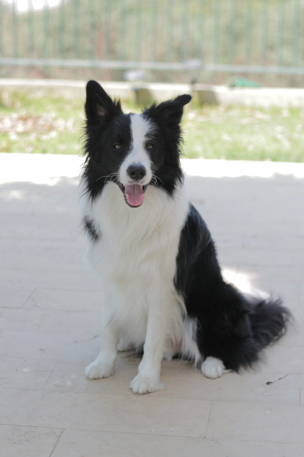 short-coated white and black dog sitting on floor