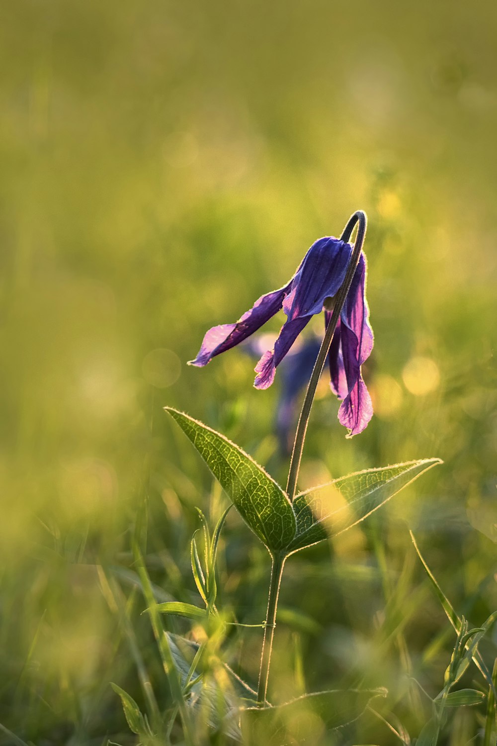 close-up photo of purple petaled flower