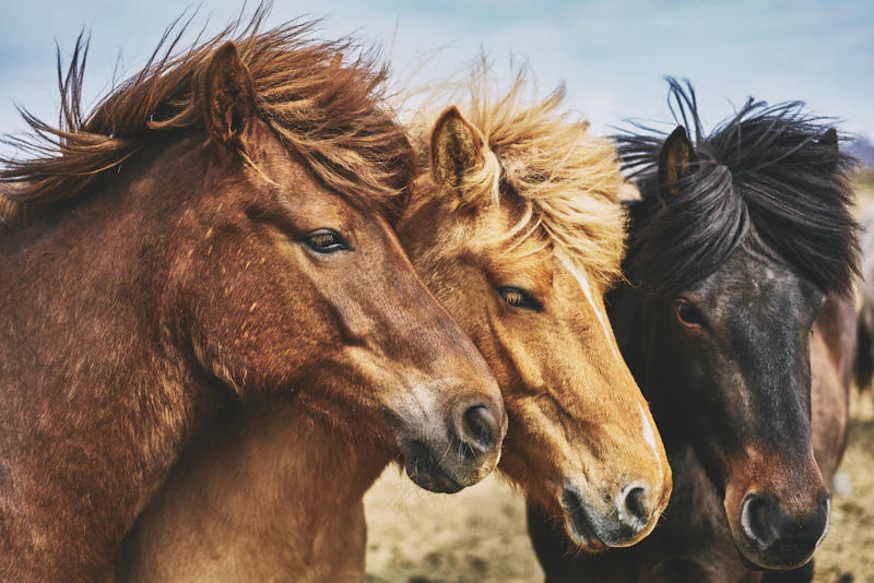 Illustrative placeholder for Chestnut Thoroughbred