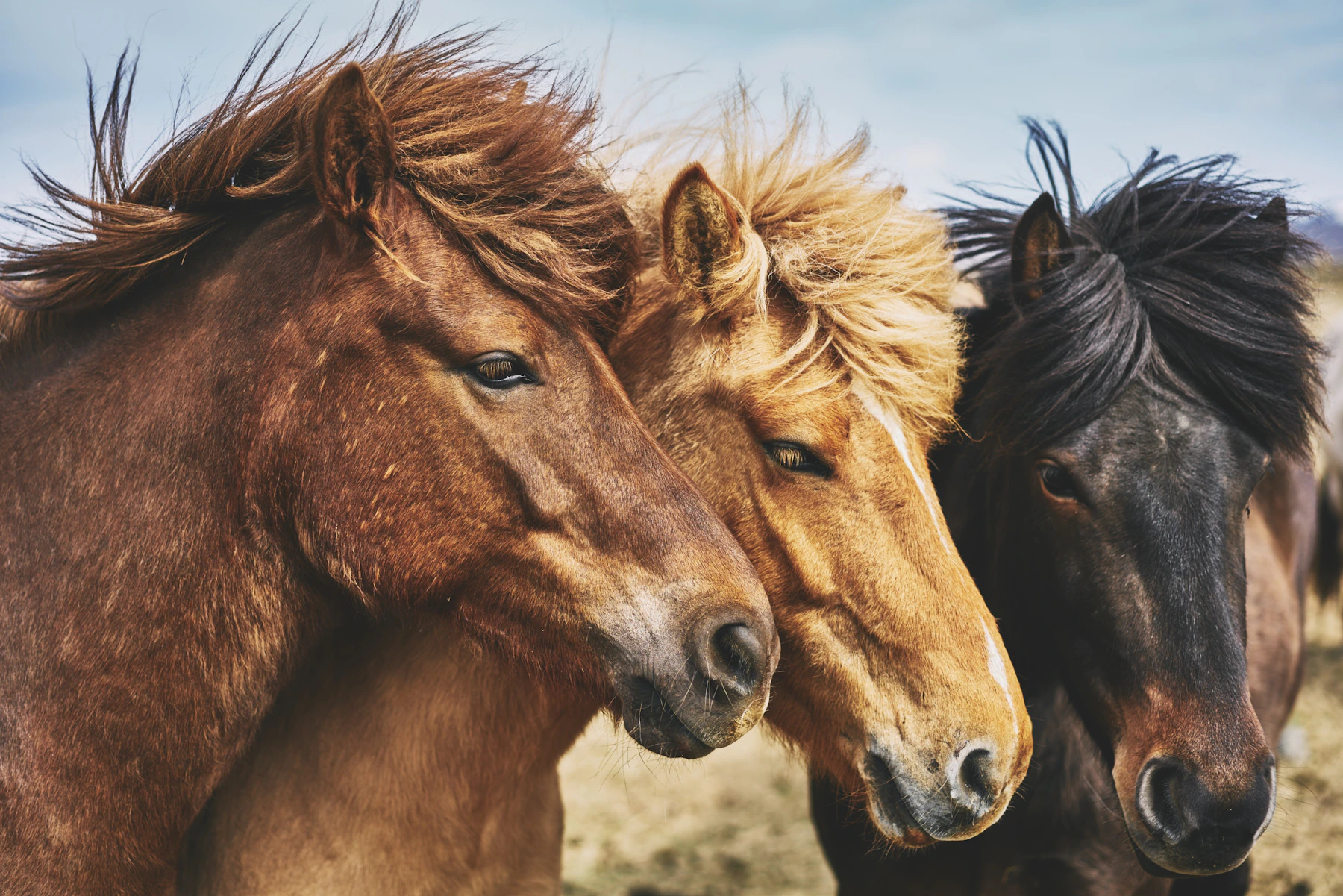 Thoroughbred horses racing on a track for AI video analysis