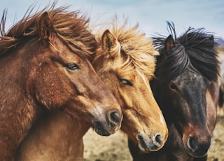 selective focus photography of horses