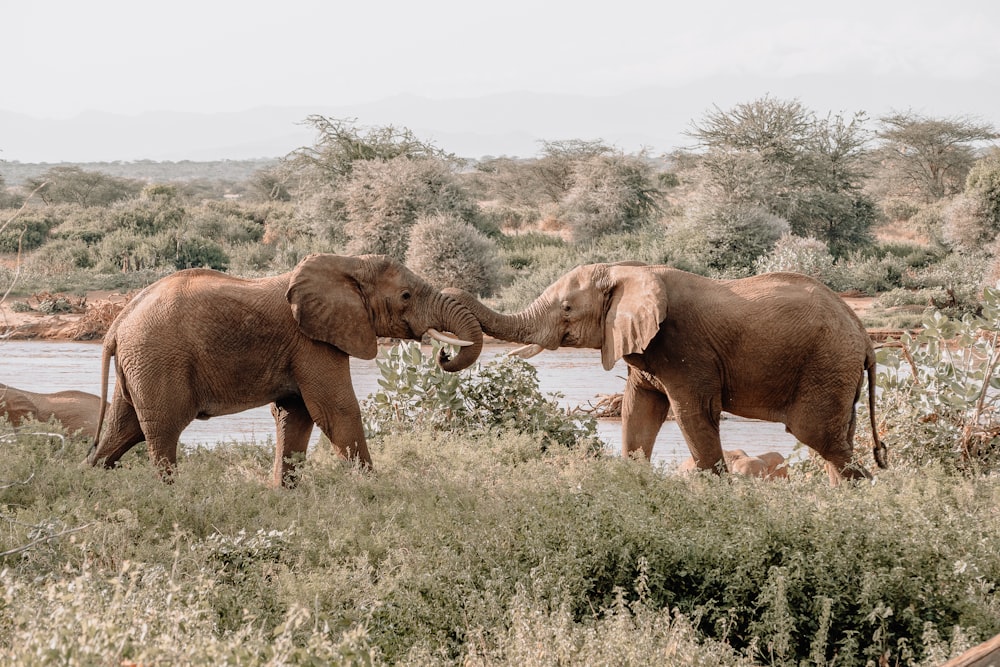 trainare gli elefanti marroni al pascolo durante il giorno
