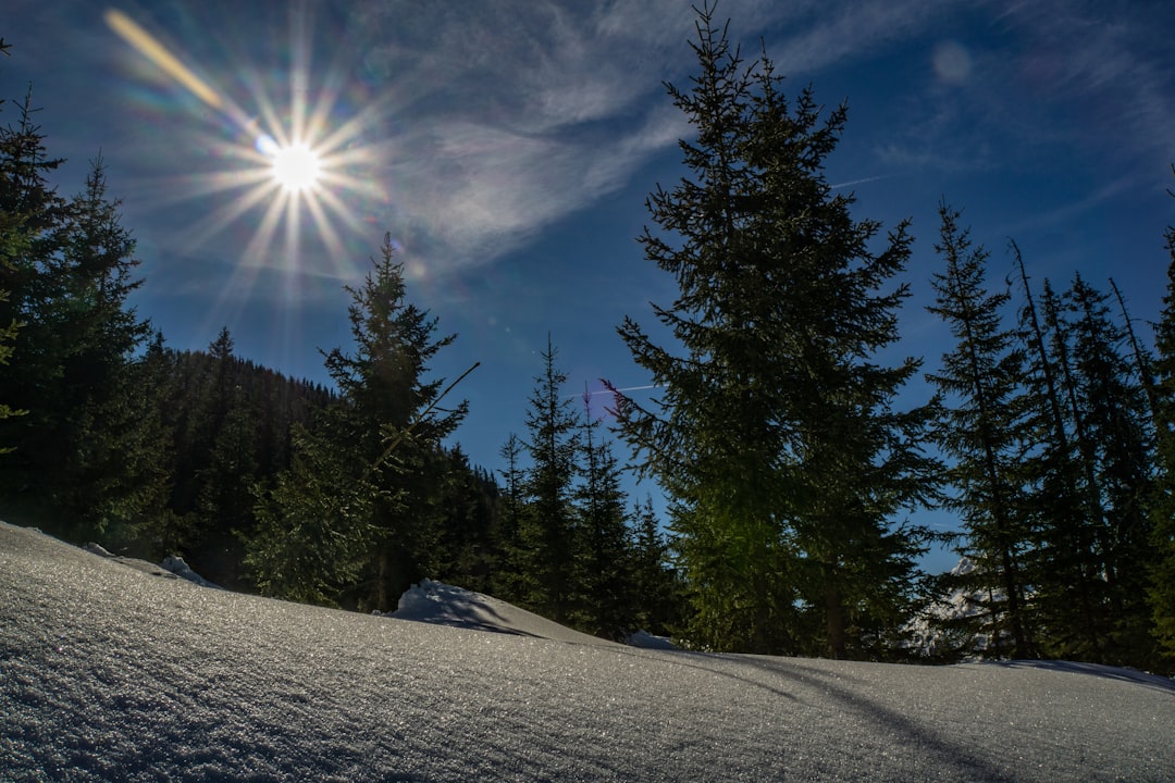 green pine tree