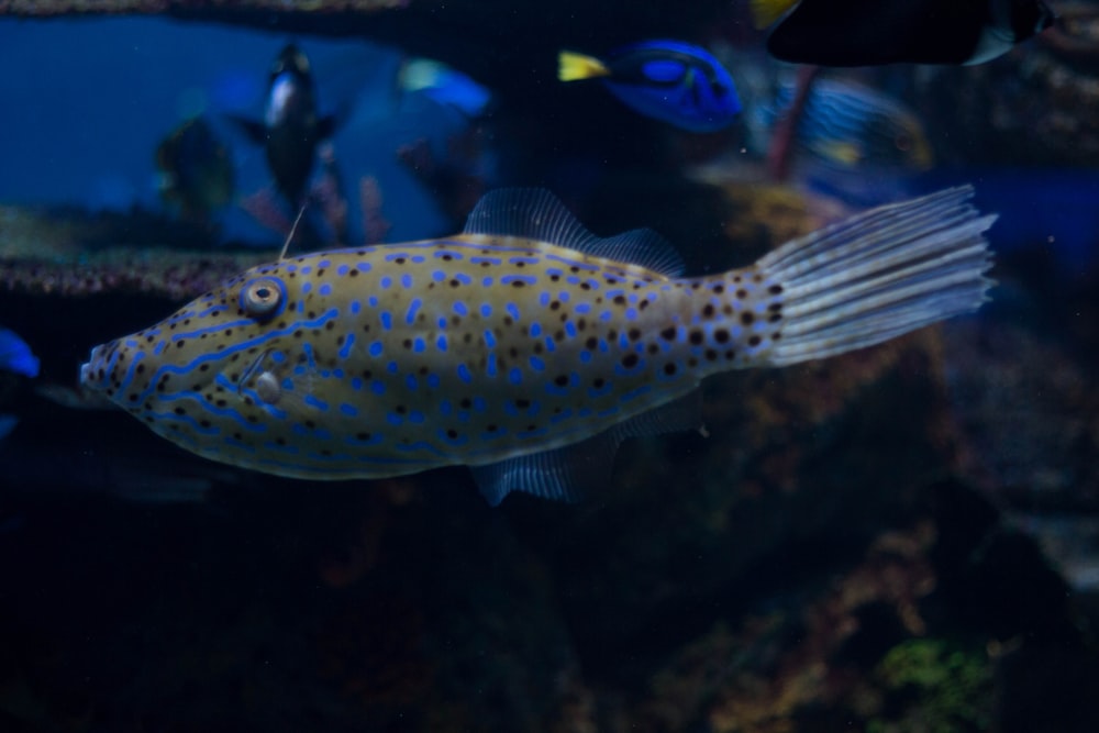 underwater photo of gray and blue spotted fish