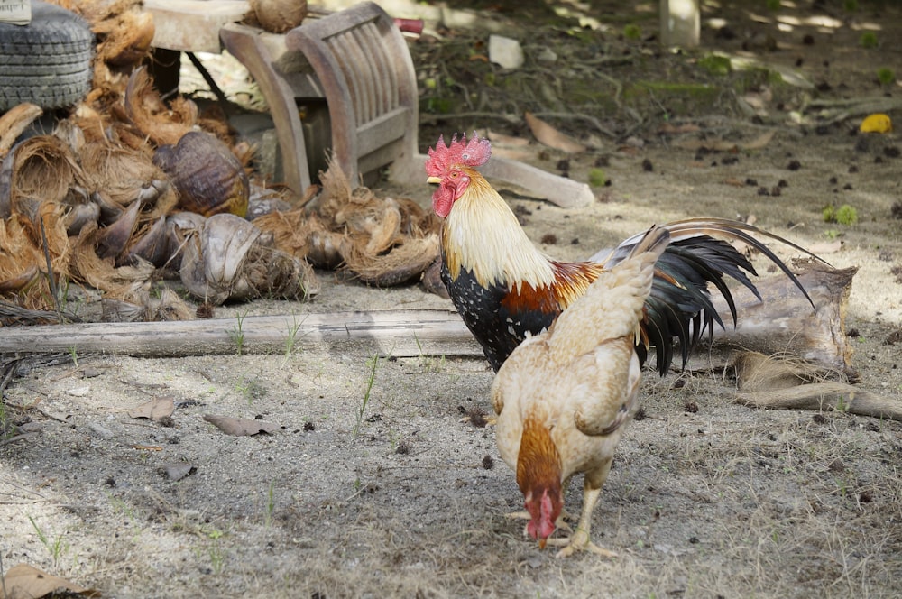 two beige and black roosters