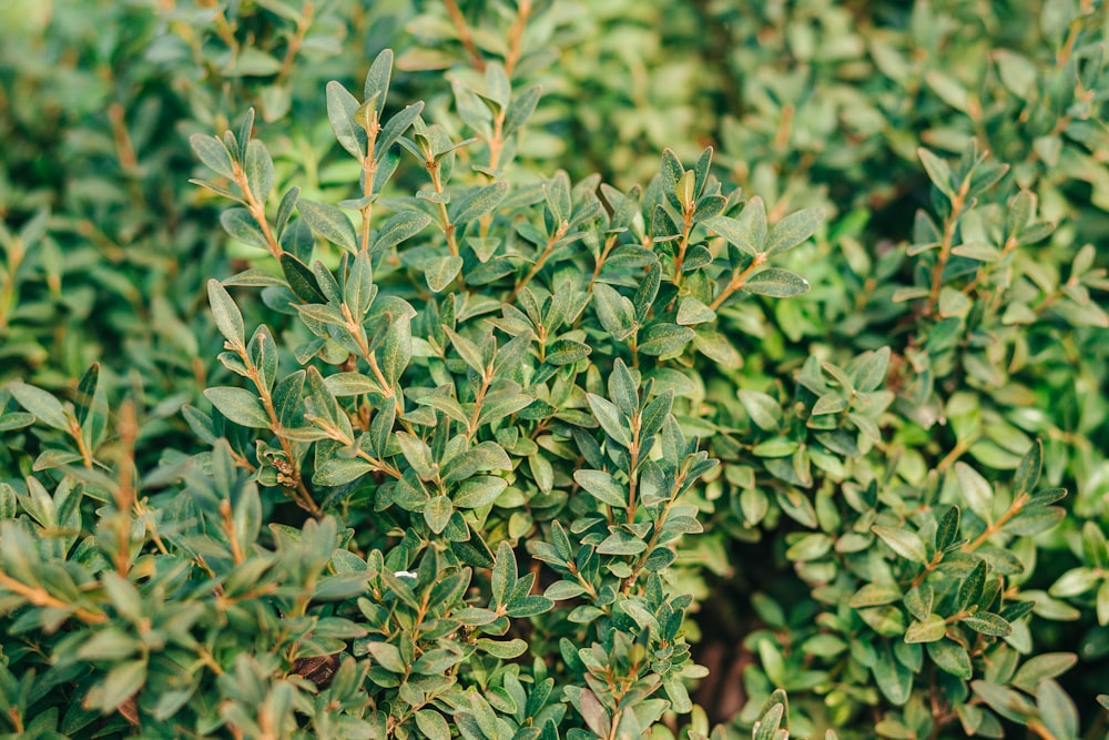 green leaf plants