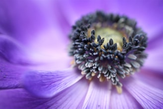 shallow focus photo of purple flowers