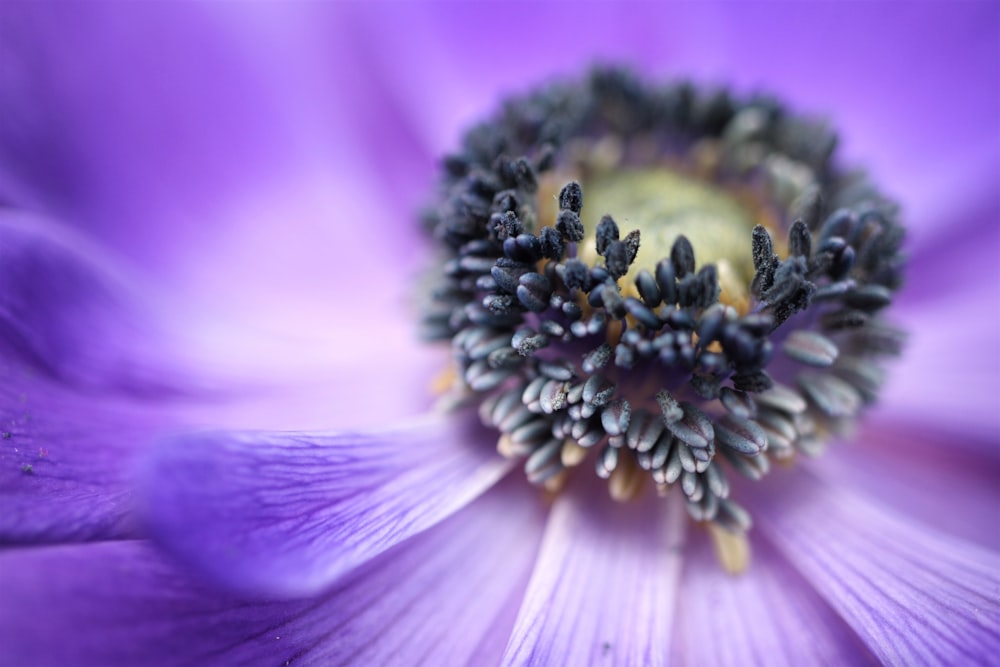 Foto mit flachem Fokus von violetten Blüten