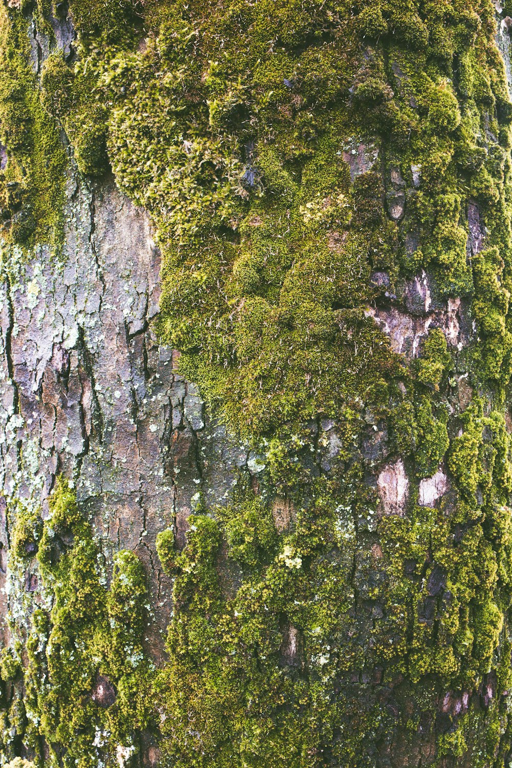 moss growing on tree bark