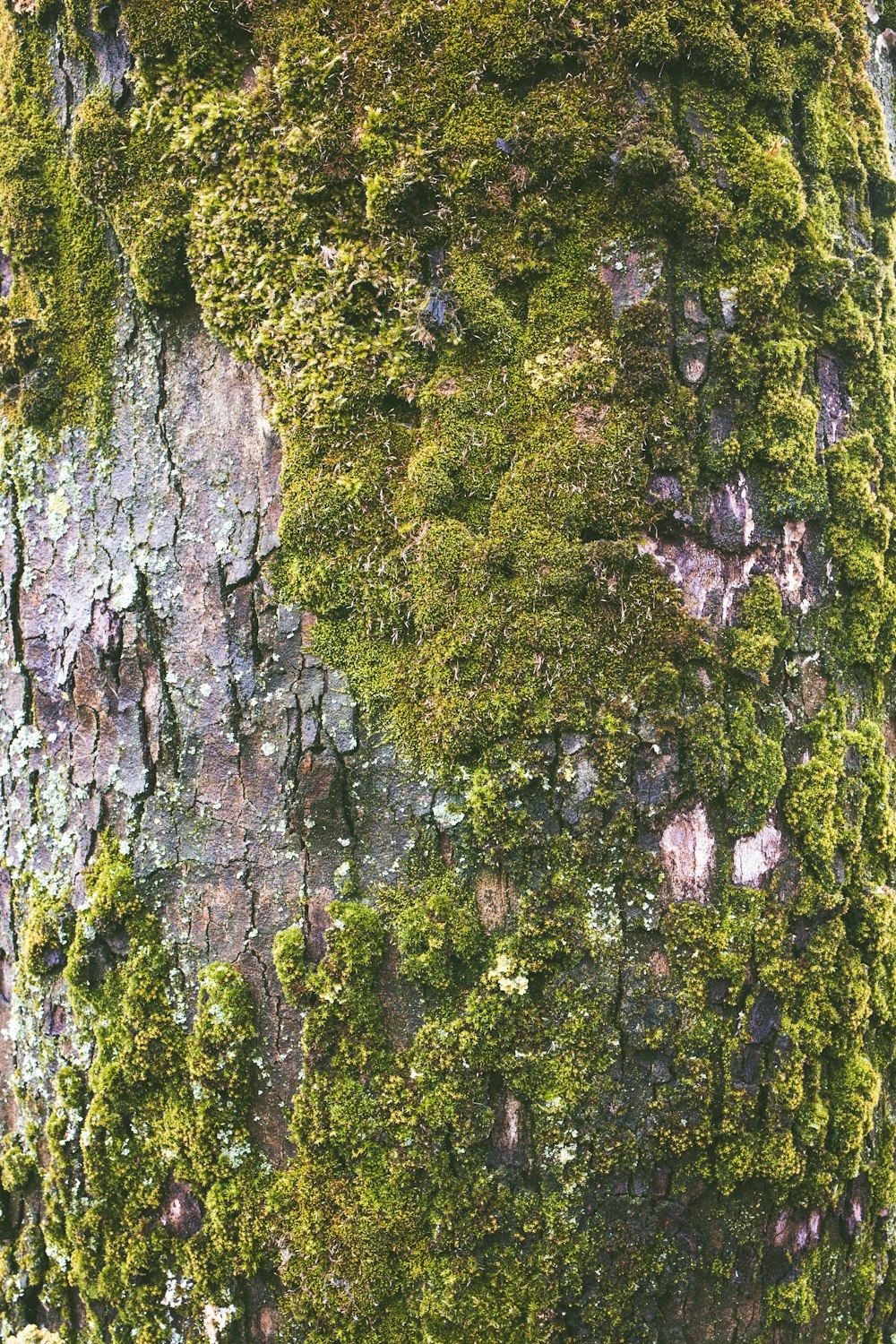 muschio che cresce sulla corteccia degli alberi