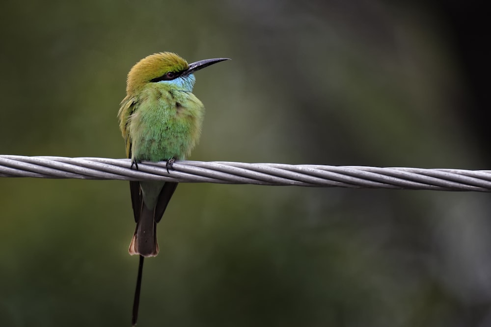 selective focus photography of bird perching on gray rope