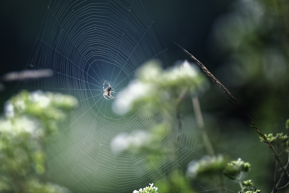 spider in the cob