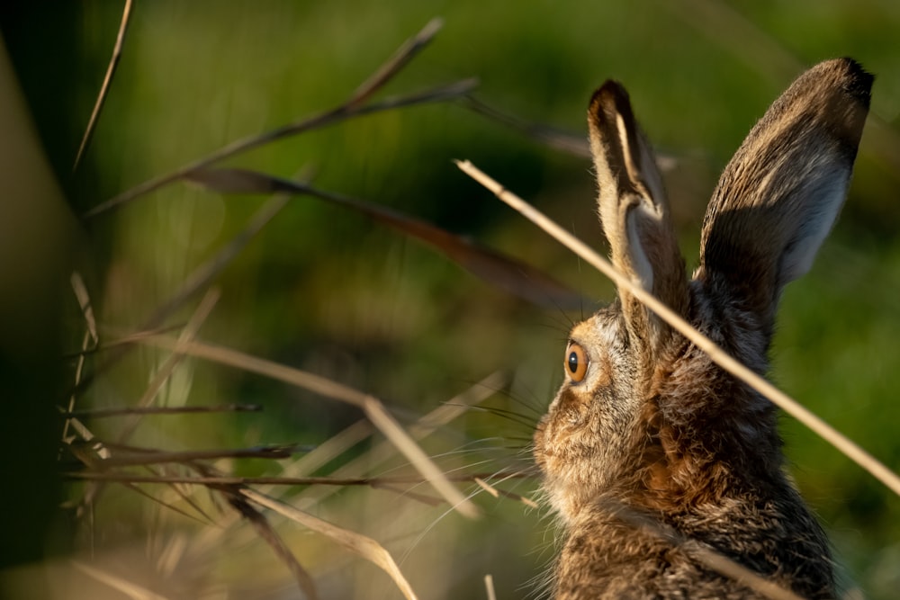 closeup photography of rabbit