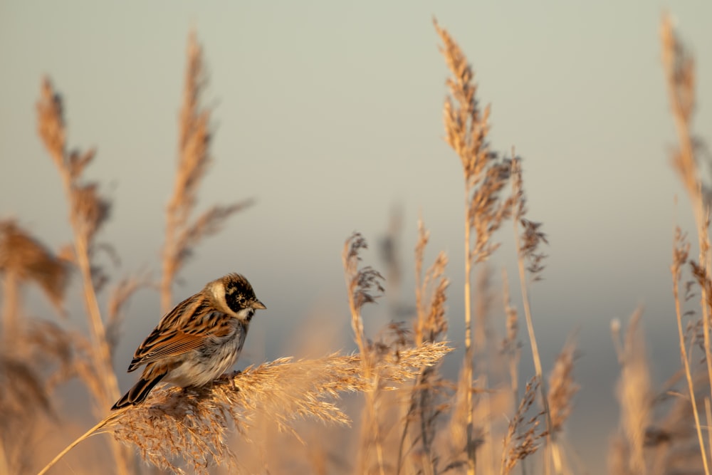 brown bird during daytime