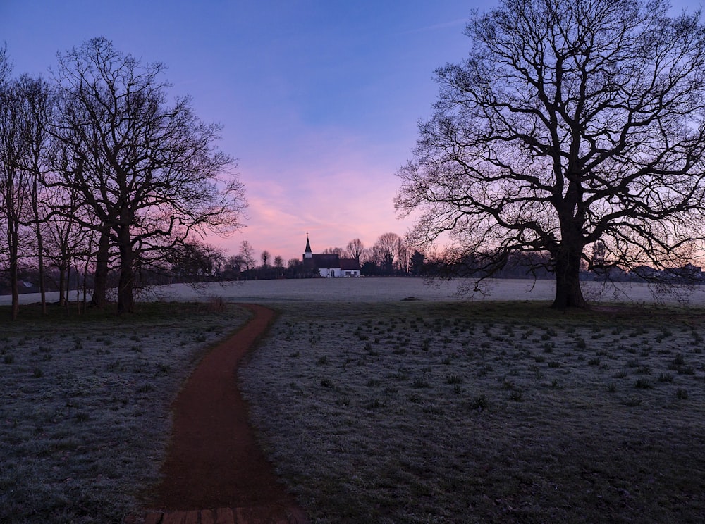 pathway near tall trees beside house