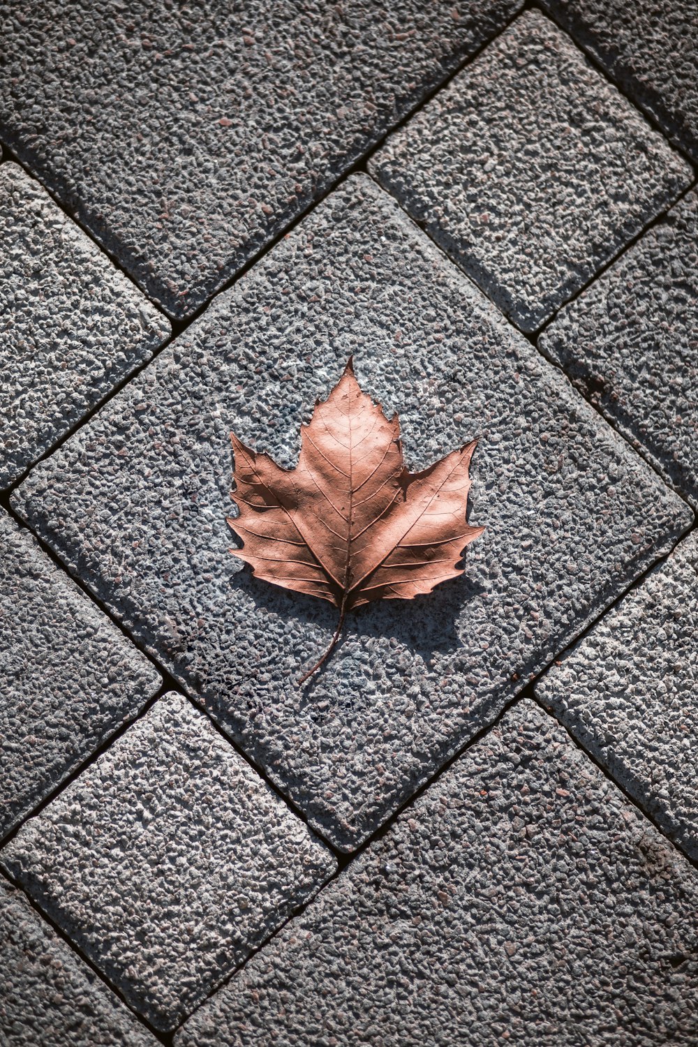 brown maple leaf on gray concrete floor tile