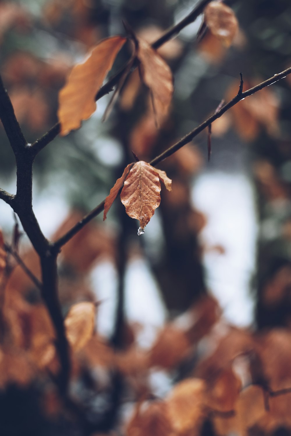 brown leaves focus photography